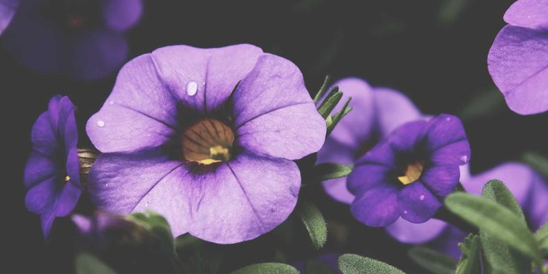 NOTE XA HSR与科技创新：智能微电网和虚拟电厂如何通过分布式能源物联网重塑城市电力调度