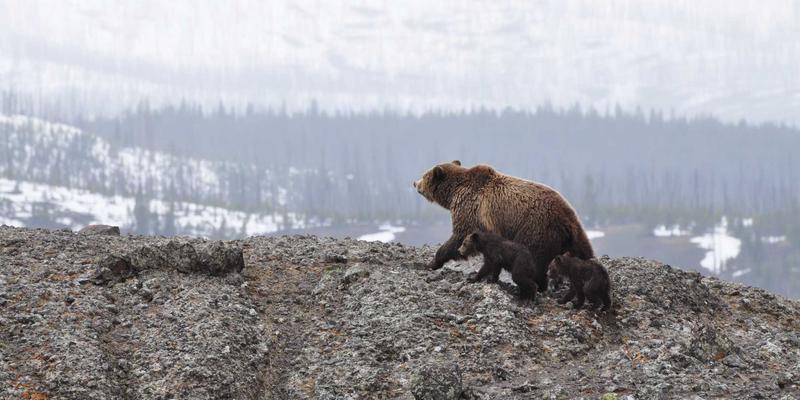 低代码革命：从手机评测到企业转型，科技资讯揭示的数字化加速器