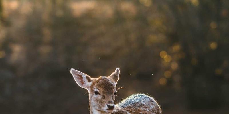 合成生物学与生物铸造厂：编程生命体以生产新材料与药物的工业革命